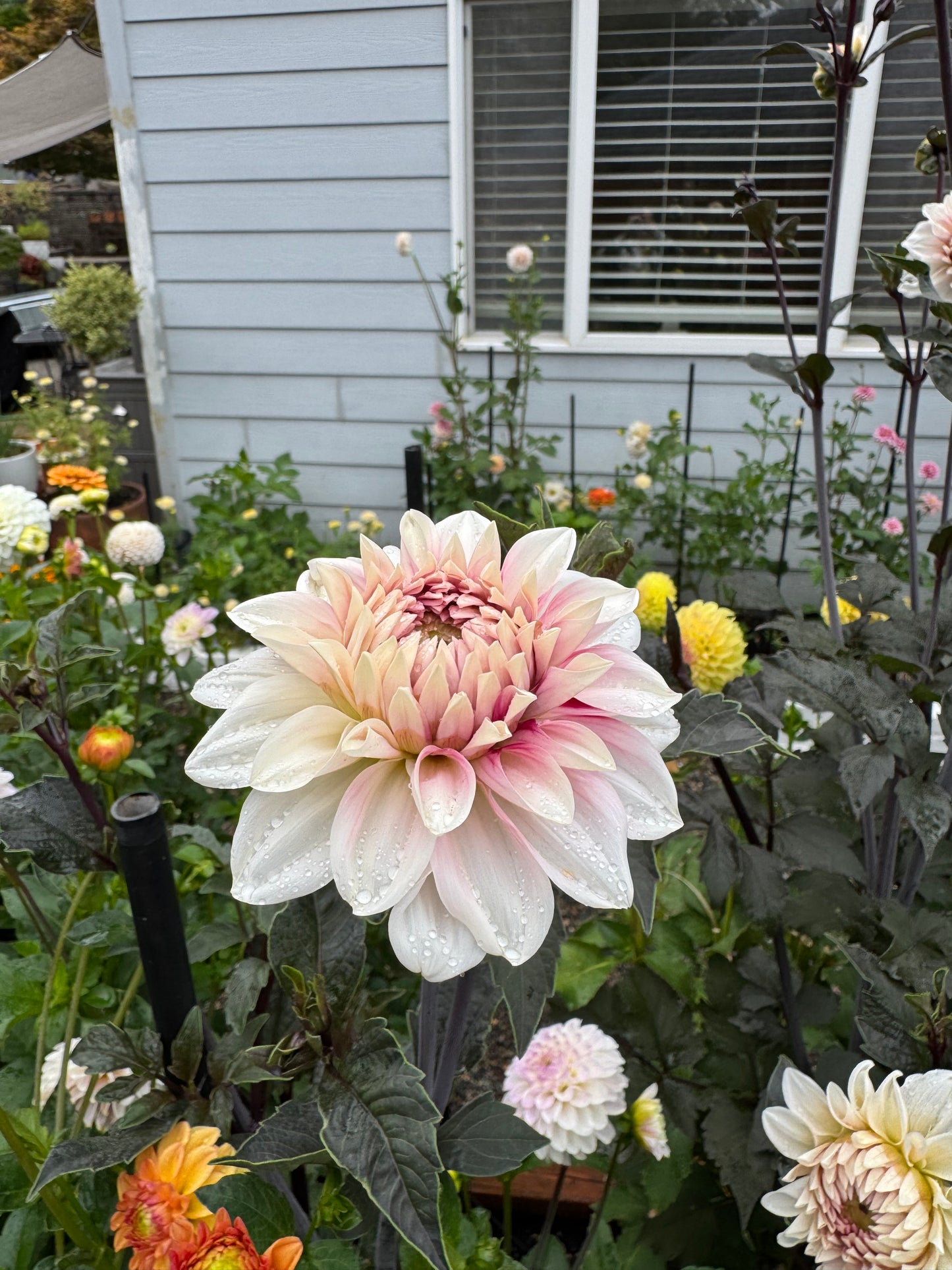 Ac Highway 61 Dahlia Tuber