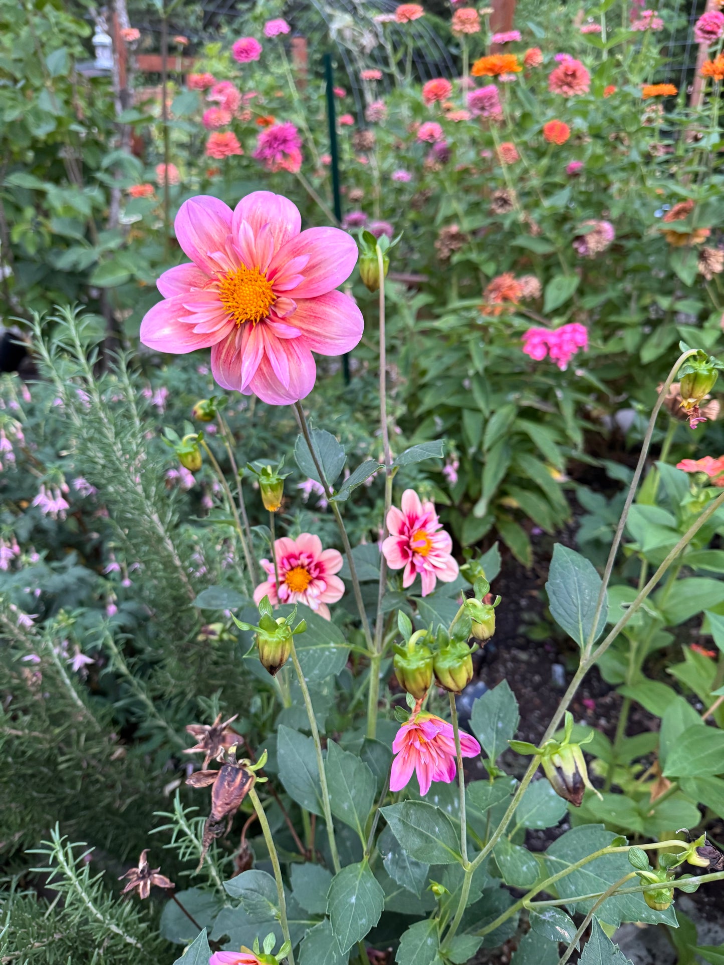 River's Cadence Dahlia Tuber