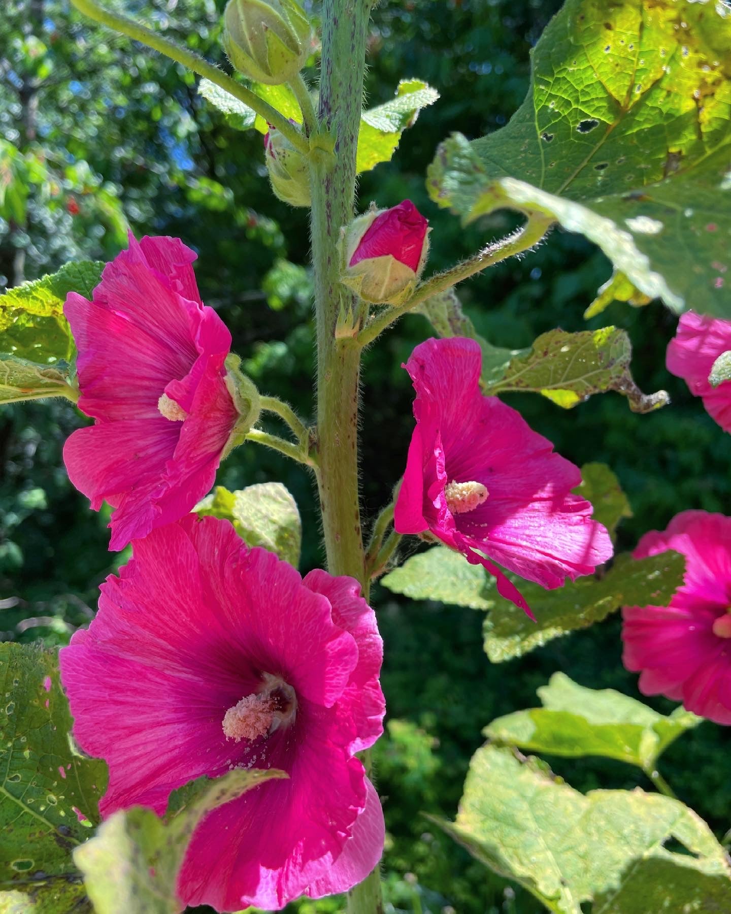 Black Pink Hollyhock mix