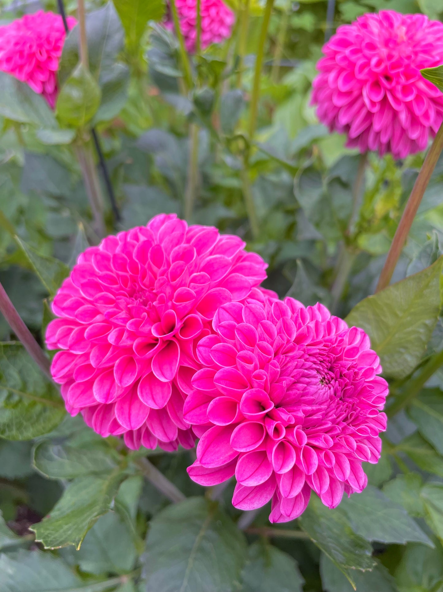 Rebecca Lynn Dahlia Tuber