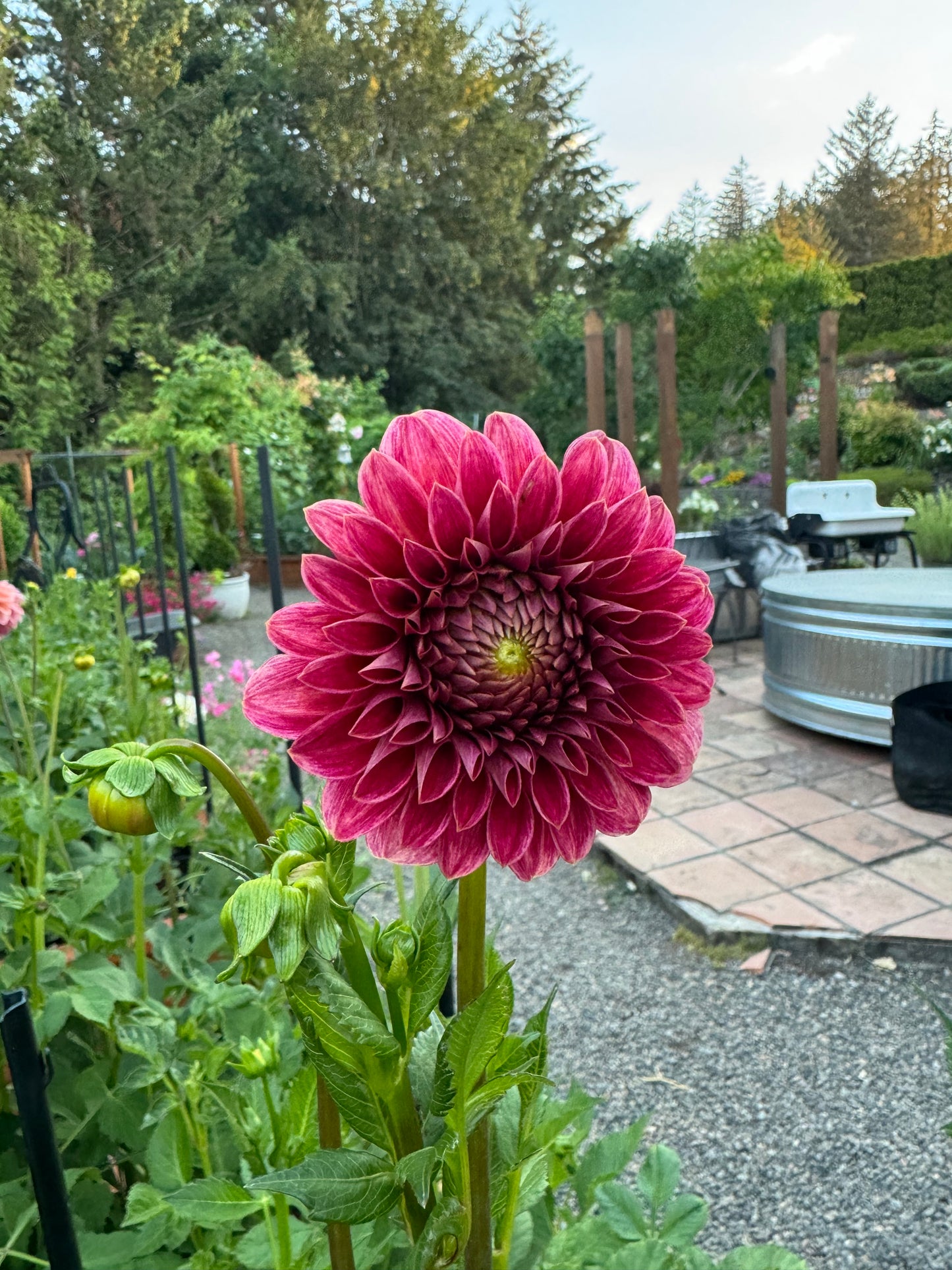 KA's Rosie Jo Dahlia Tuber