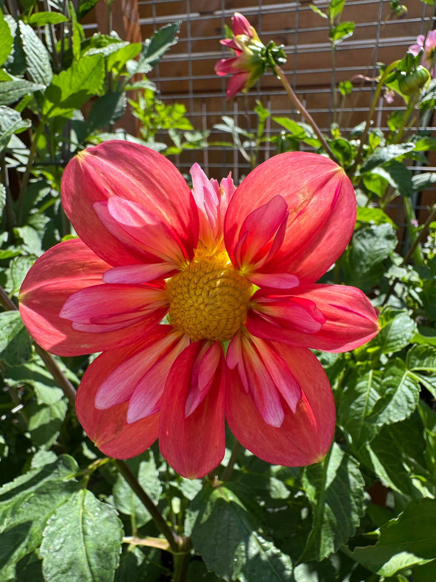 Giggles Dahlia Tuber