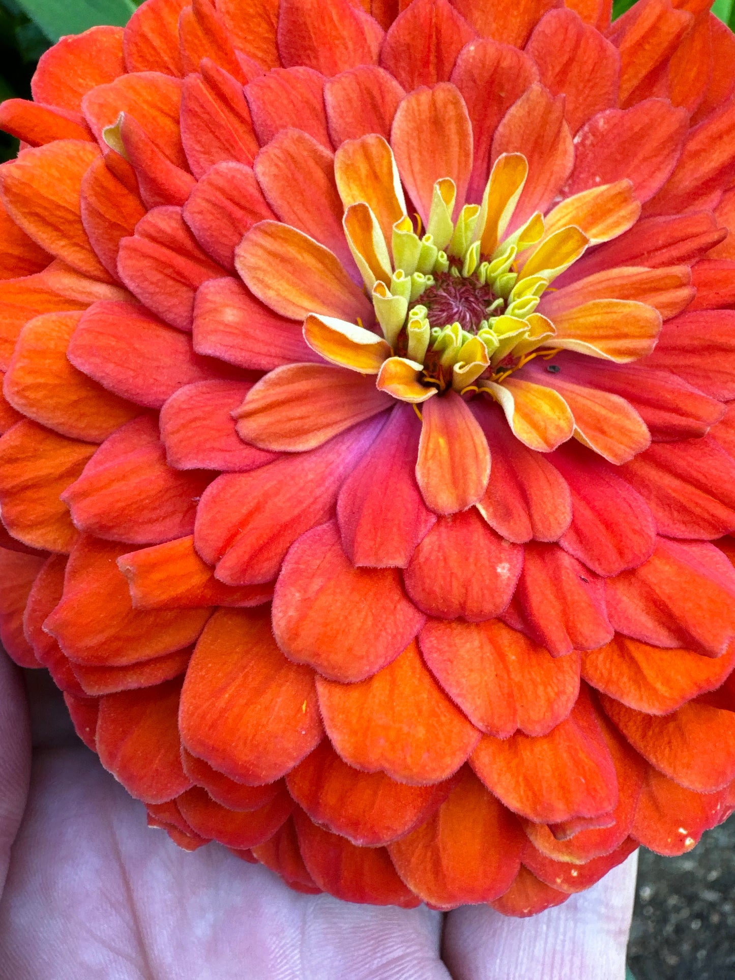 Blazing Sunset Zinnia MIx