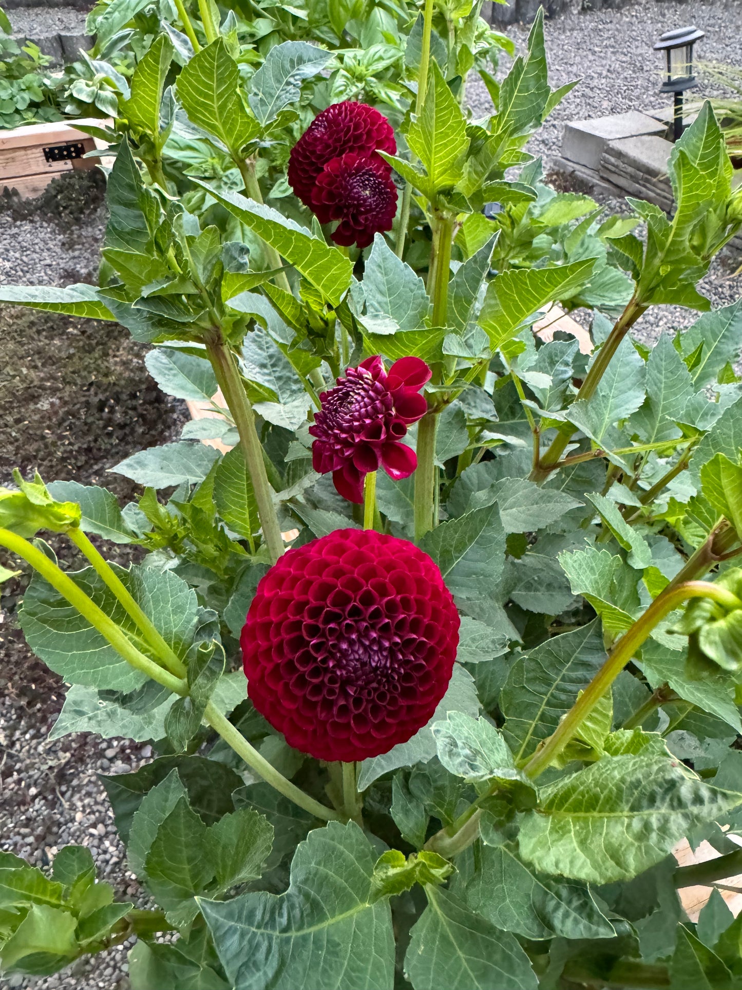 Bloomquist Award Tuber