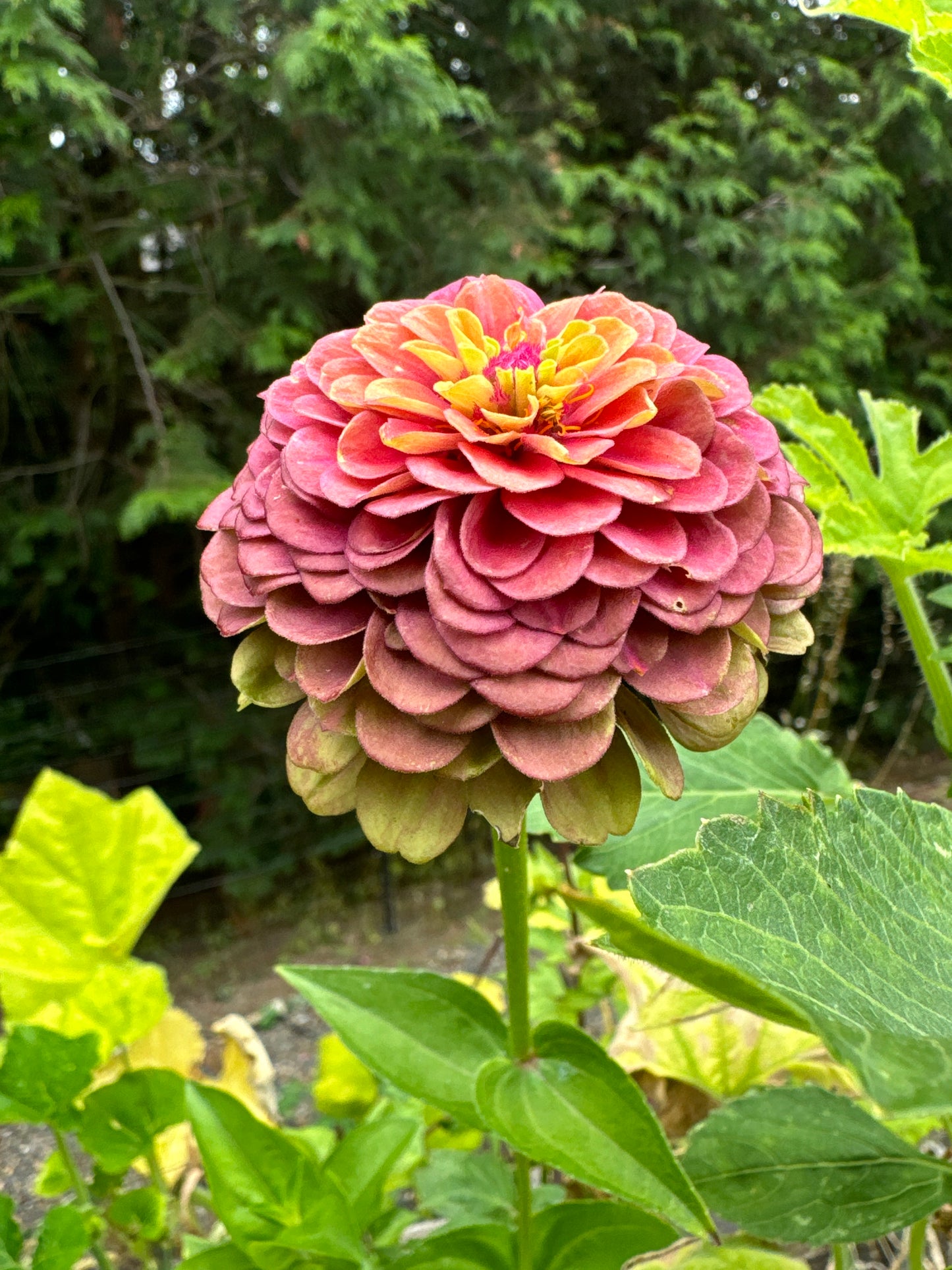 Zillions of Zinnias Mix