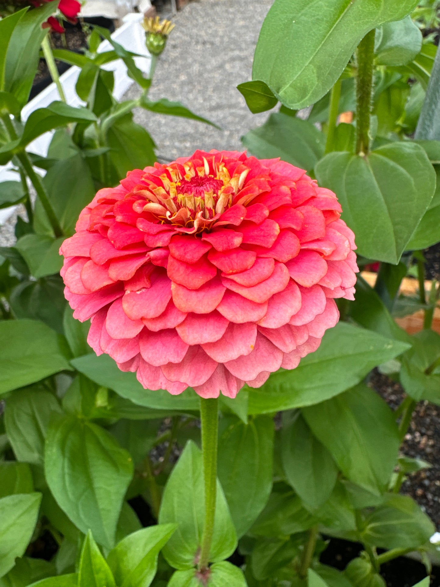 Ak's Bon Bon Mix Zinnia Seeds