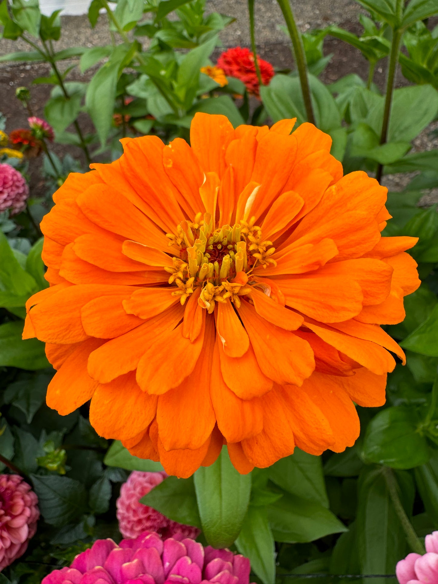 Blazing Sunset Zinnia MIx