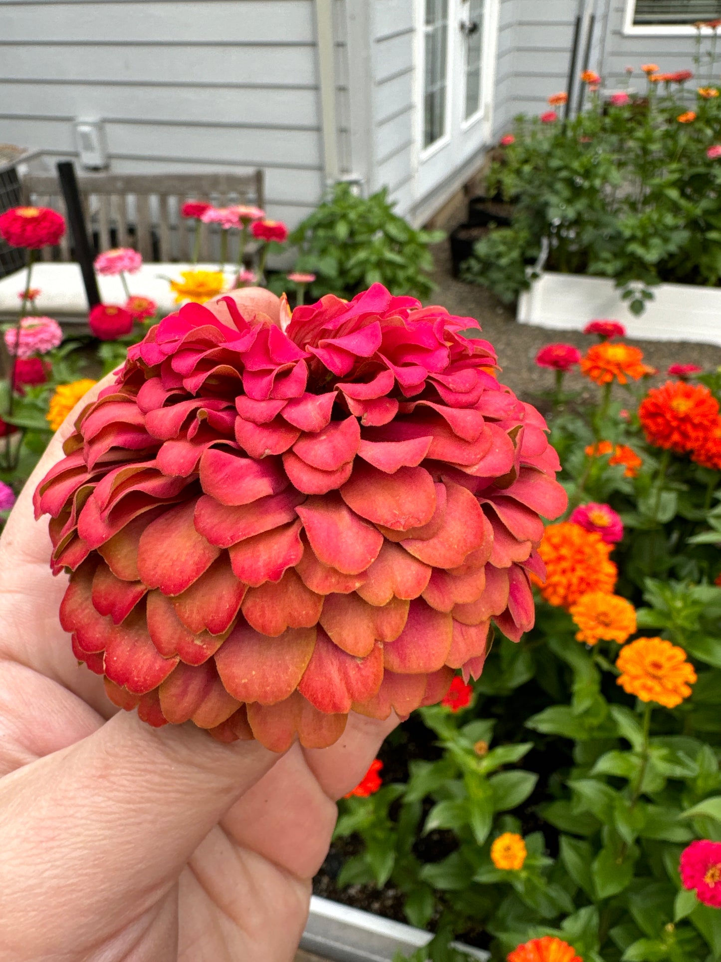 Zillions of Zinnias Mix