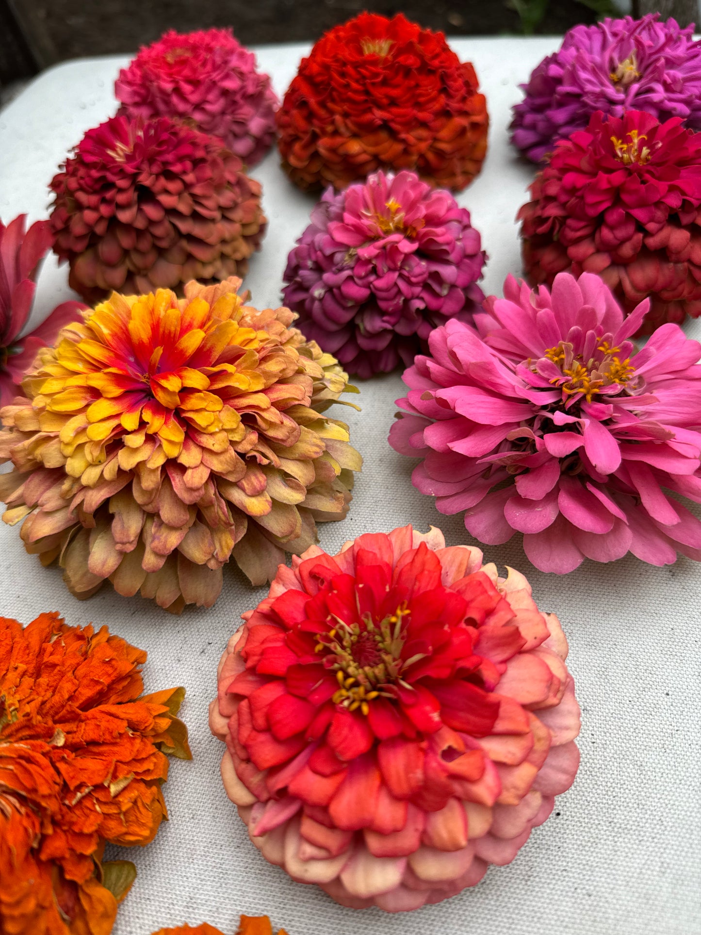 Zillions of Zinnias Mix