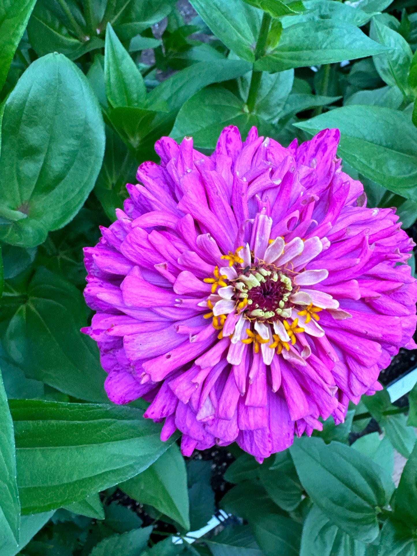 Petticoat Princess Mix Zinnia Seeds