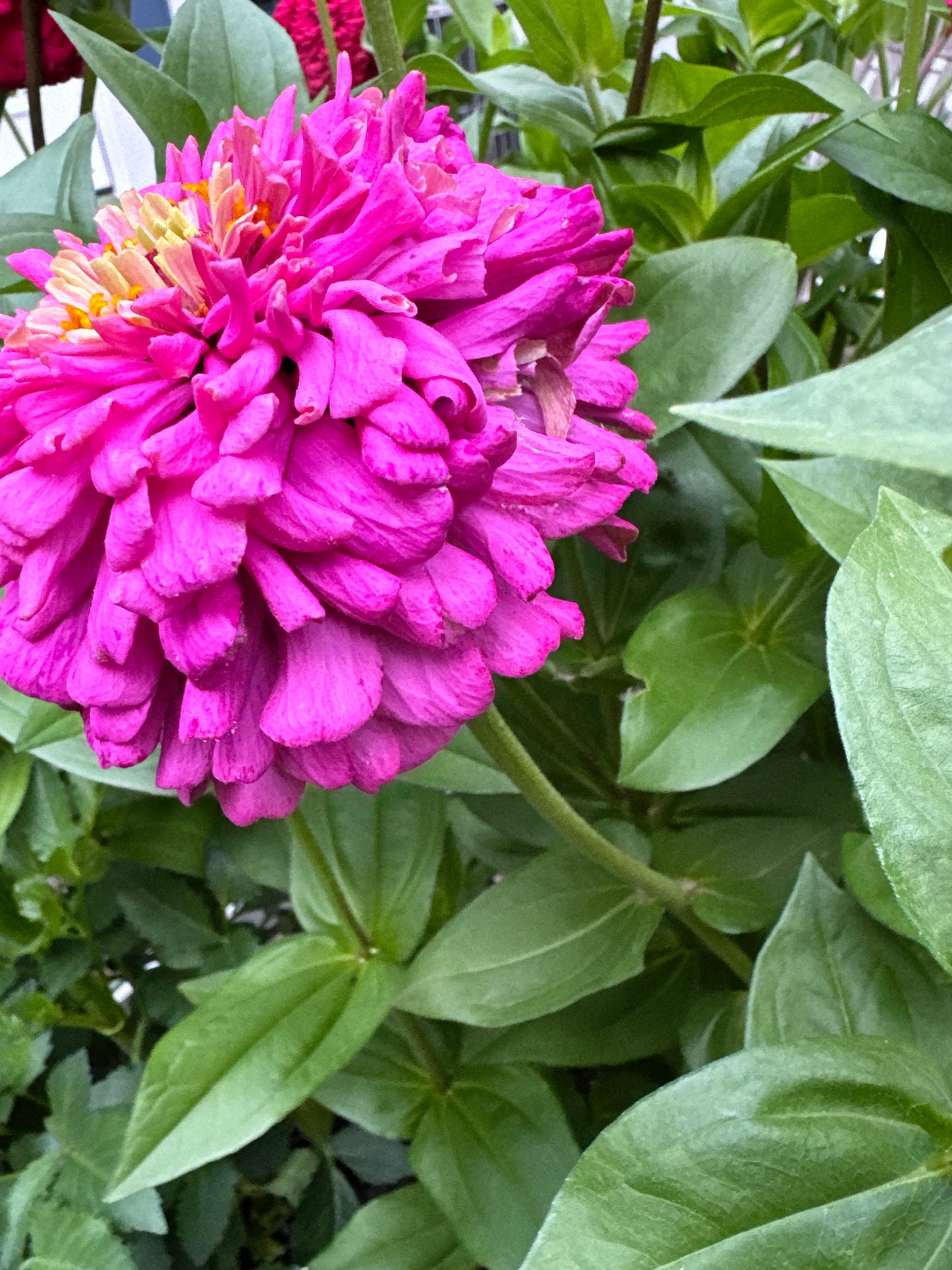 Petticoat Princess Mix Zinnia Seeds