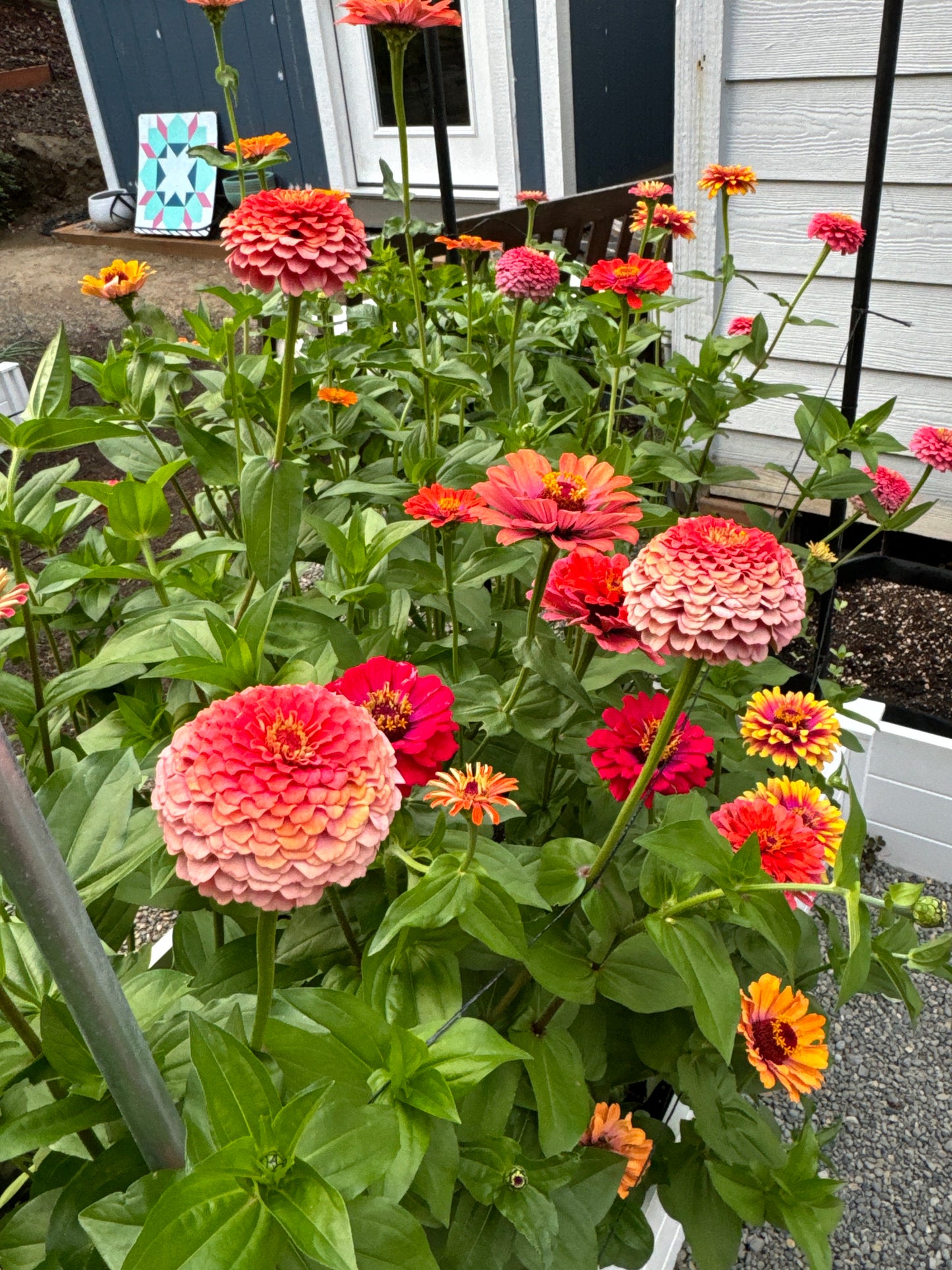 Strawberry Bon Bon Zinnia Seeds *Limit One Per Household*