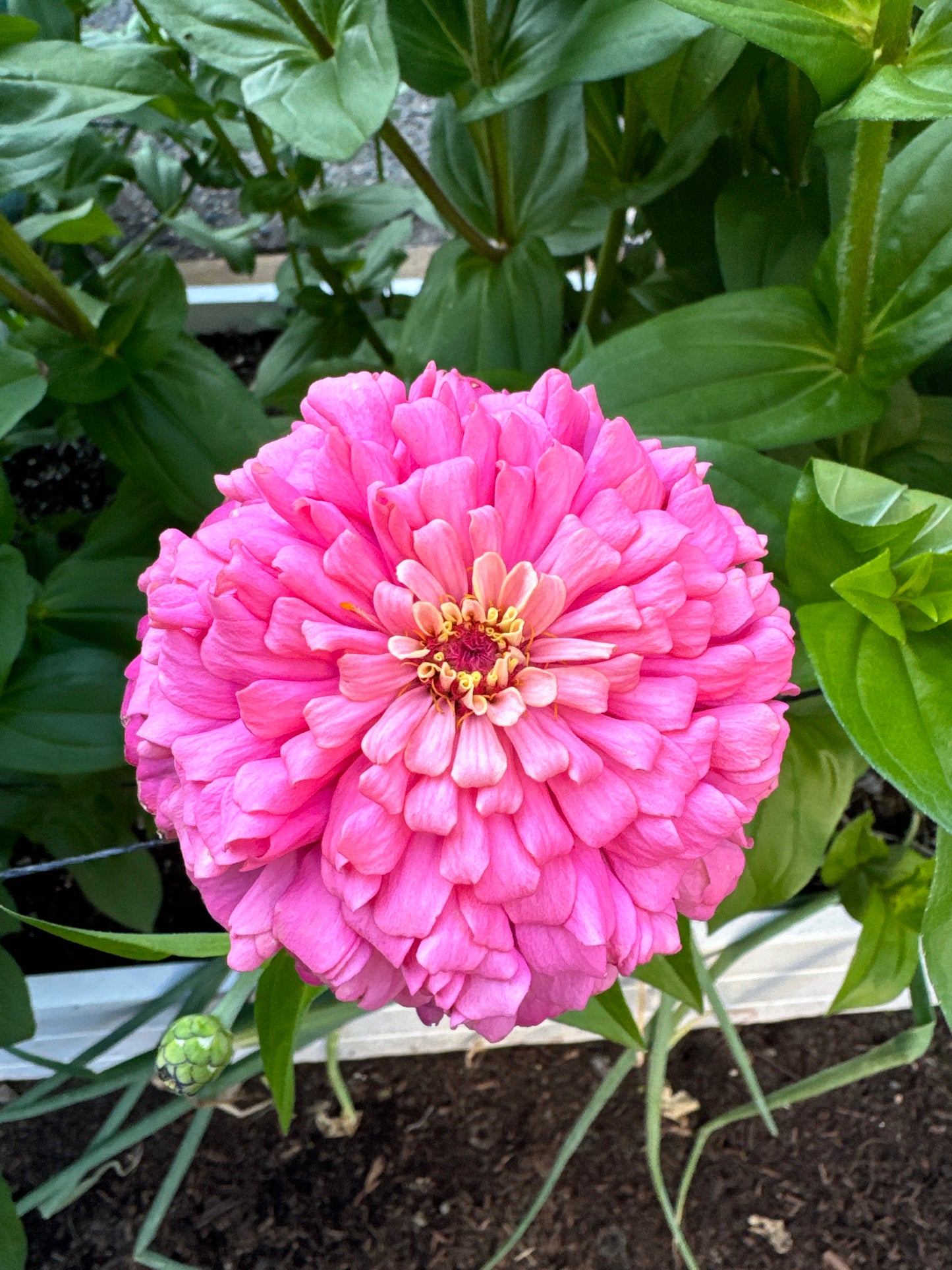 Petticoat Princess Mix Zinnia Seeds