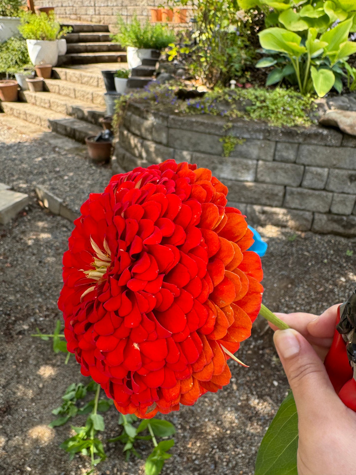 Blazing Sunset Zinnia MIx