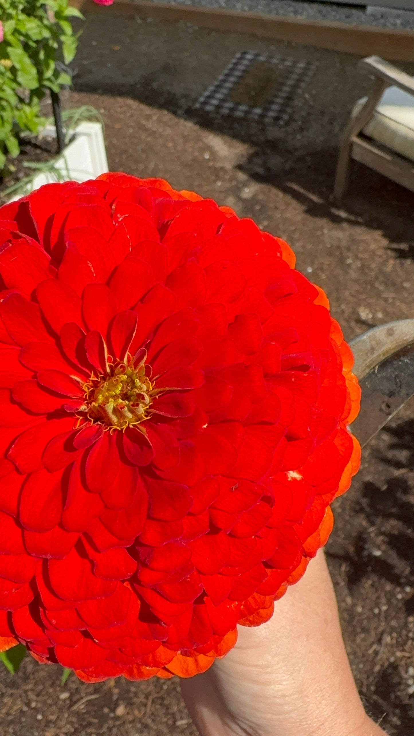Blazing Sunset Zinnia MIx