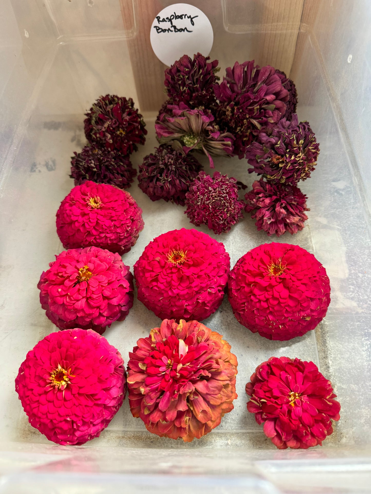 Raspberry Bon Bon Zinnia Seeds *Limit One Per Household*