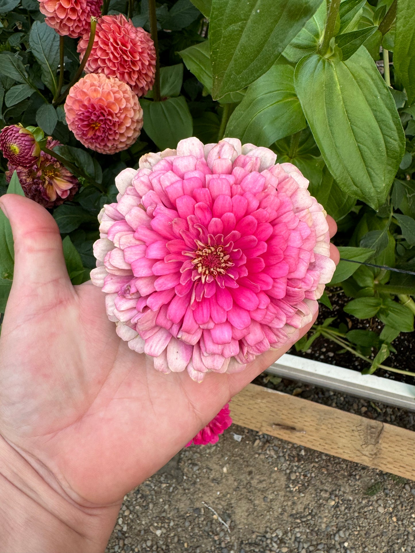 Big Pink Zinnia Mix