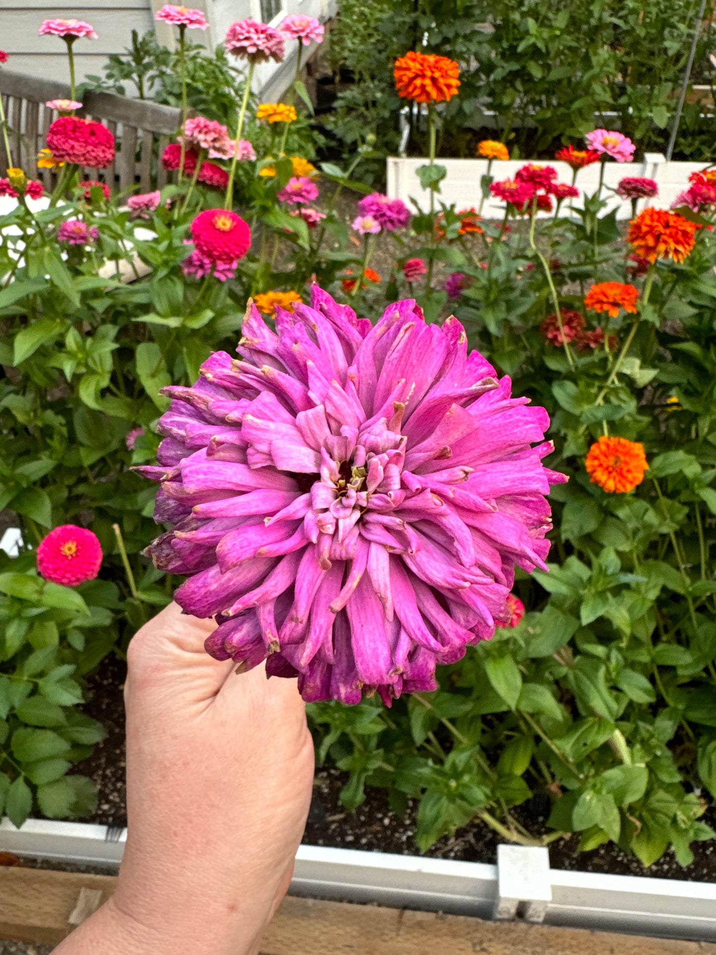 Petticoat Princess Mix Zinnia Seeds