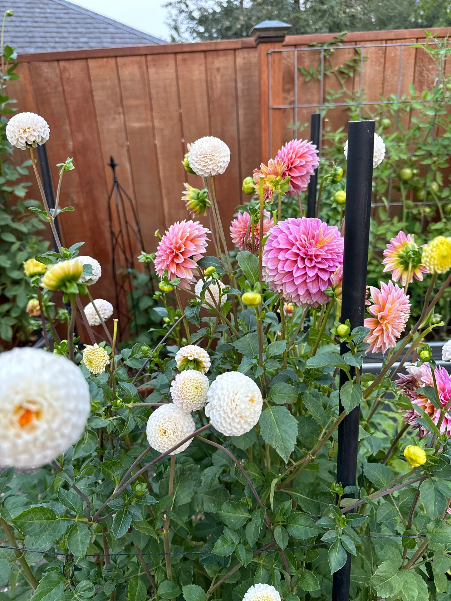 Small World Dahlia Tuber