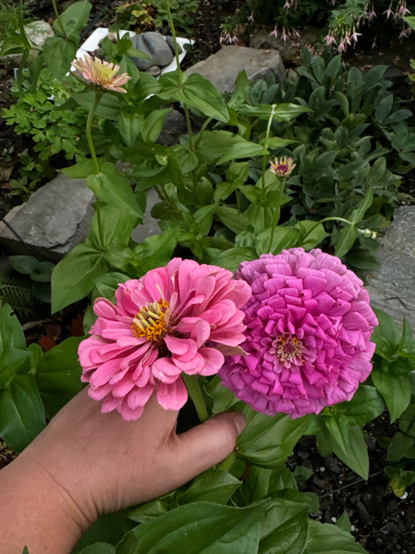 Big Pink Zinnia Mix