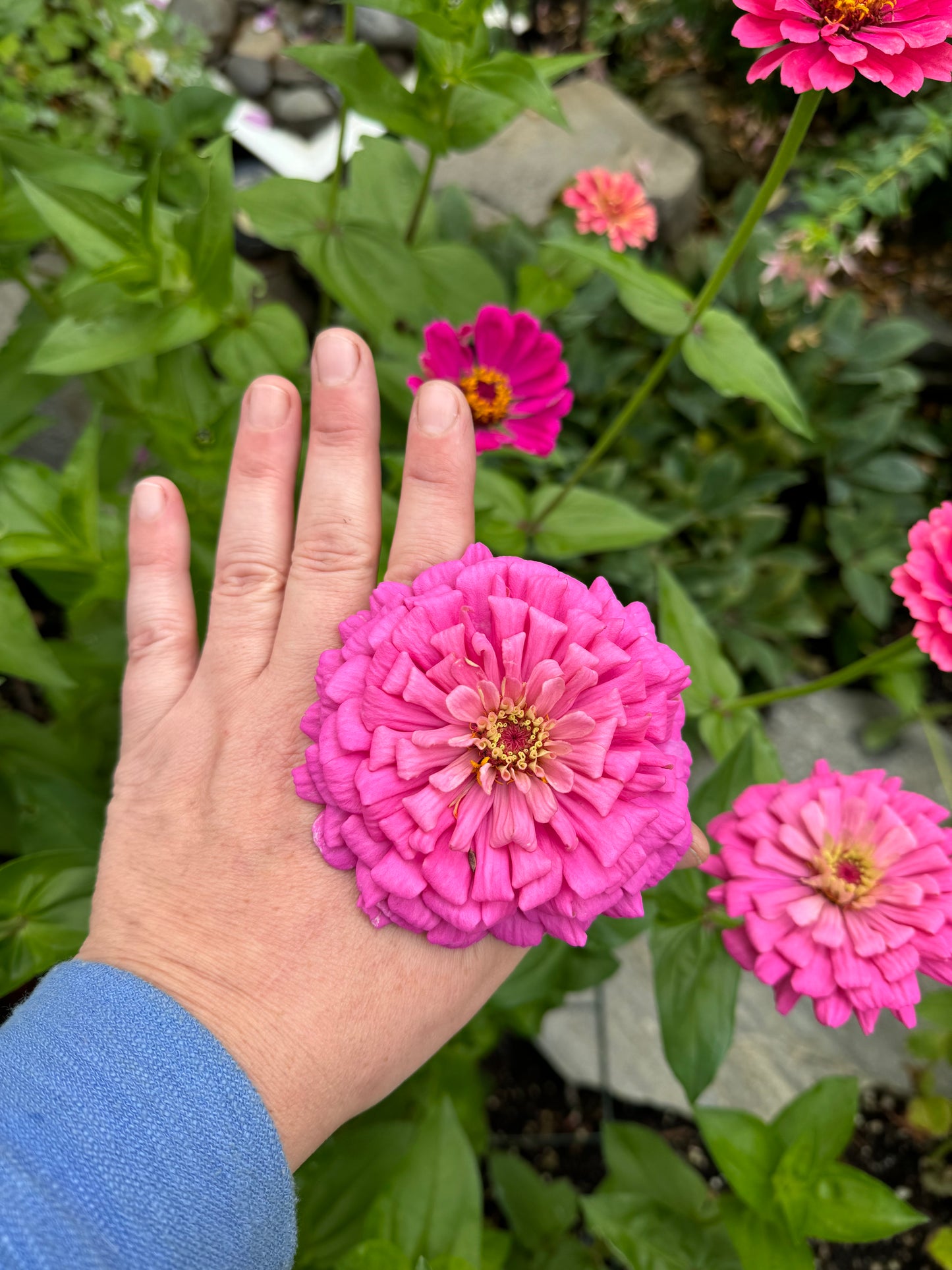Petticoat Princess Mix Zinnia Seeds