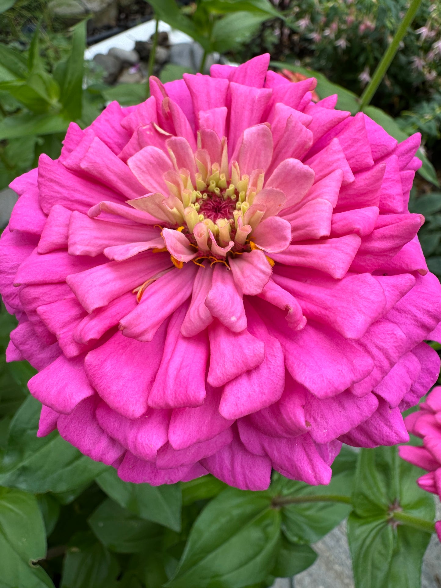 Big Pink Zinnia Mix