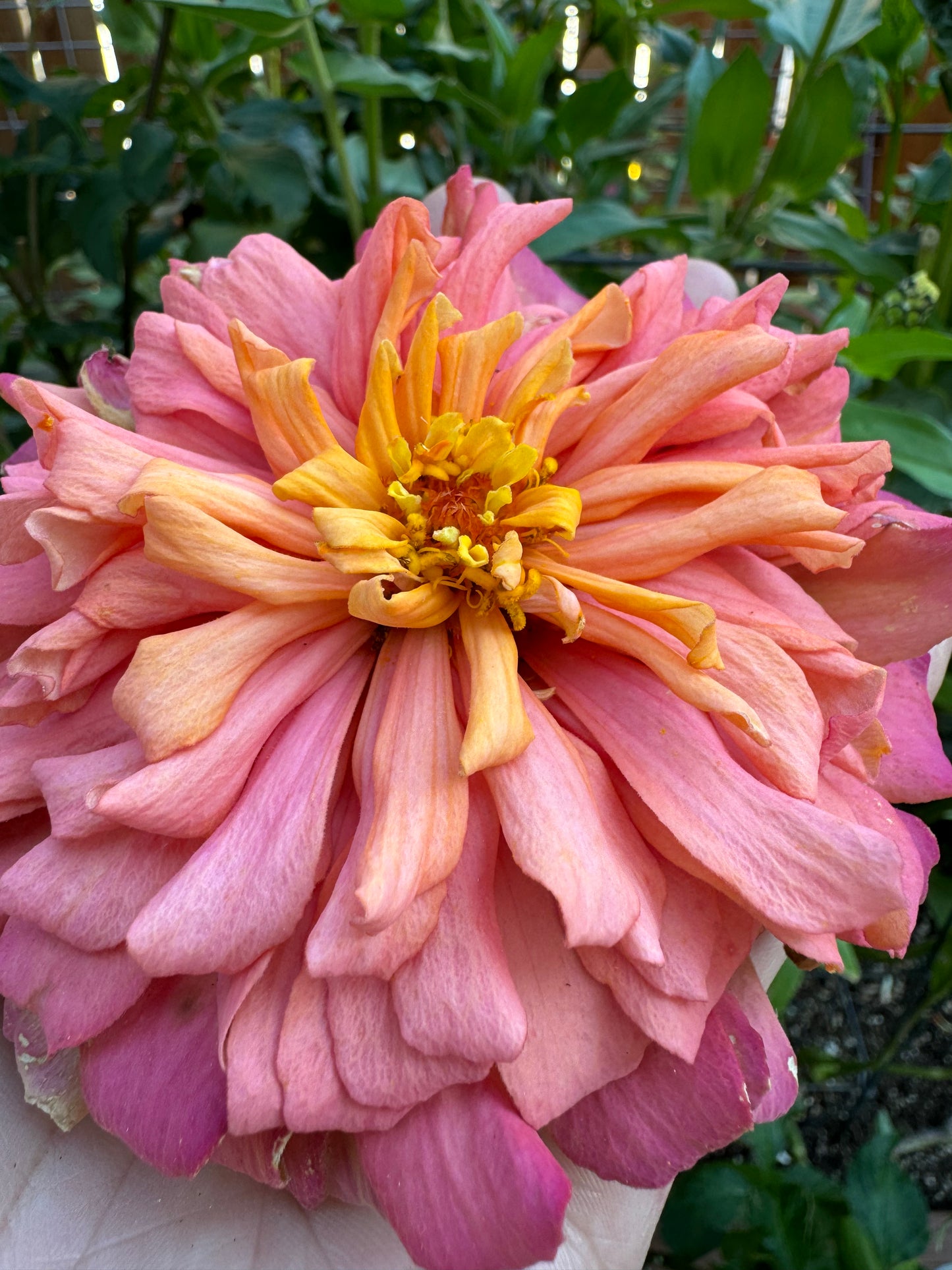 Big Pink Zinnia Mix