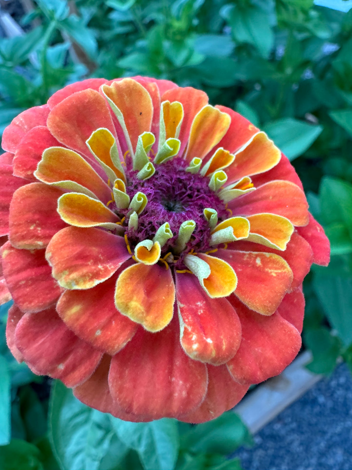 Zillions of Zinnias Mix