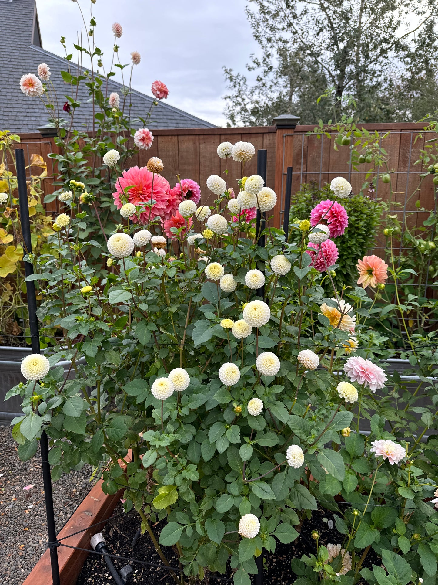 Small World Dahlia Tuber