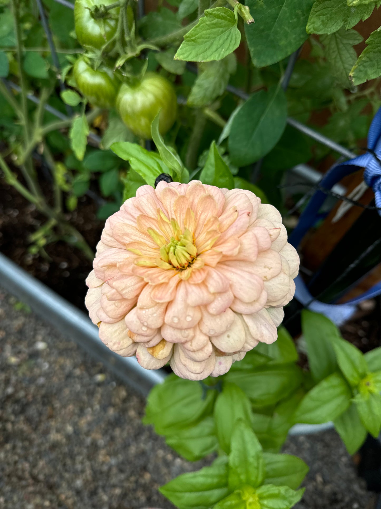 Zillions of Zinnias Mix