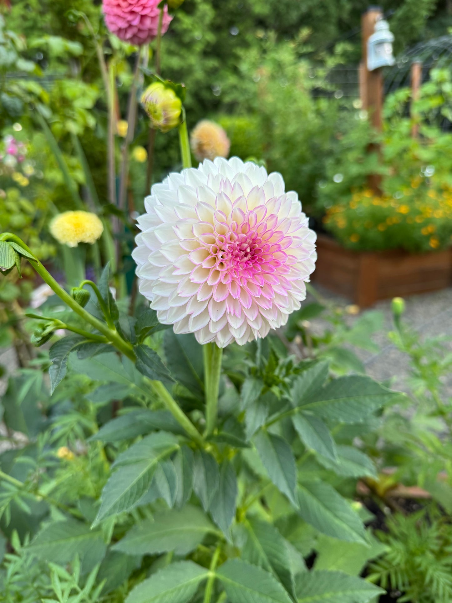 Sefton Silvertop Dahlia Tuber
