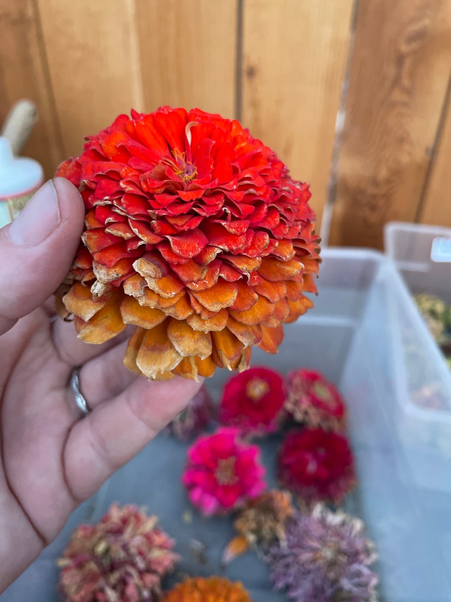 Zillions of Zinnias Mix