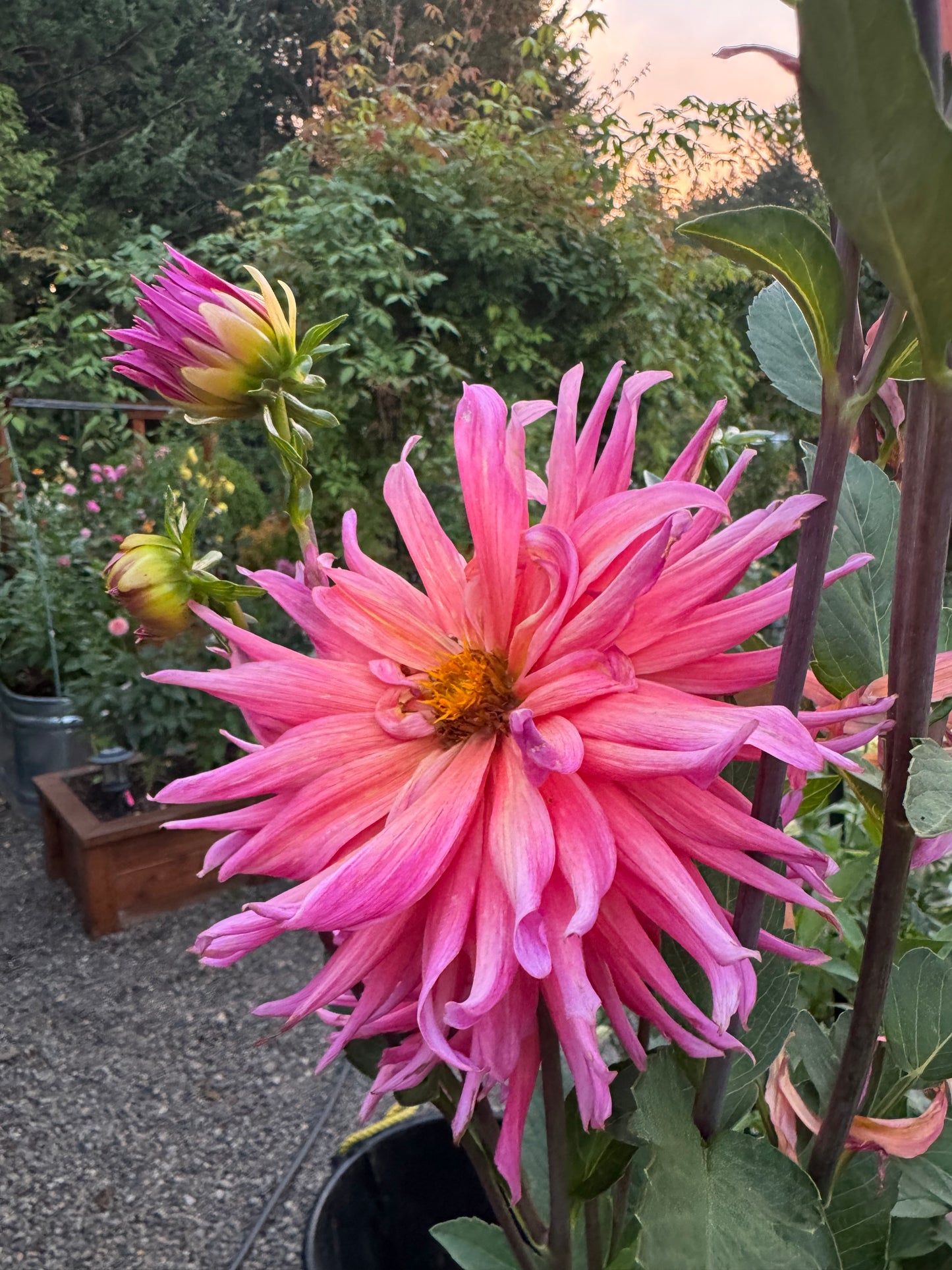 Bloomquist Sparkle Dahlia Tuber