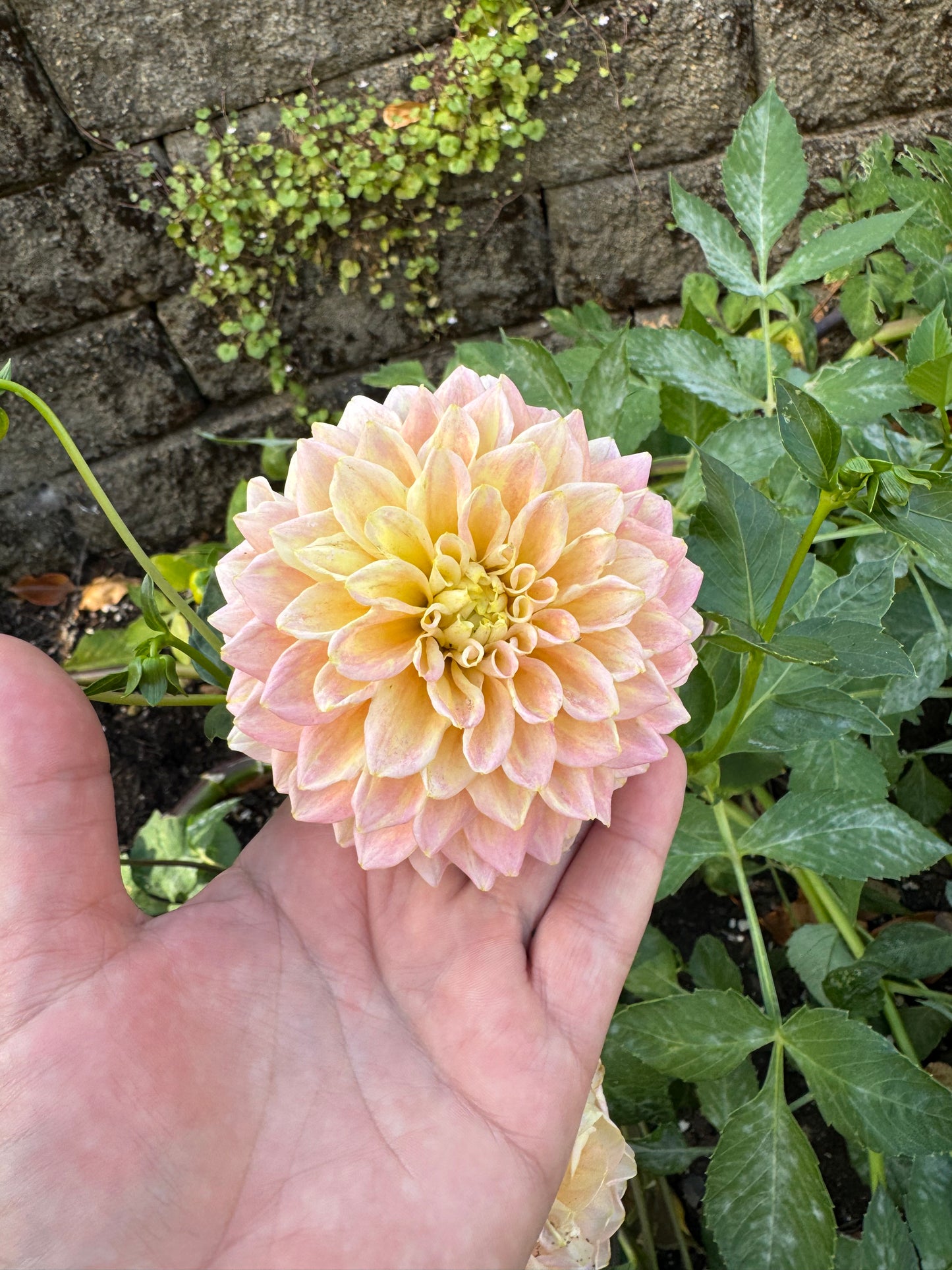 Lee's Sugaree Dahlia Tuber