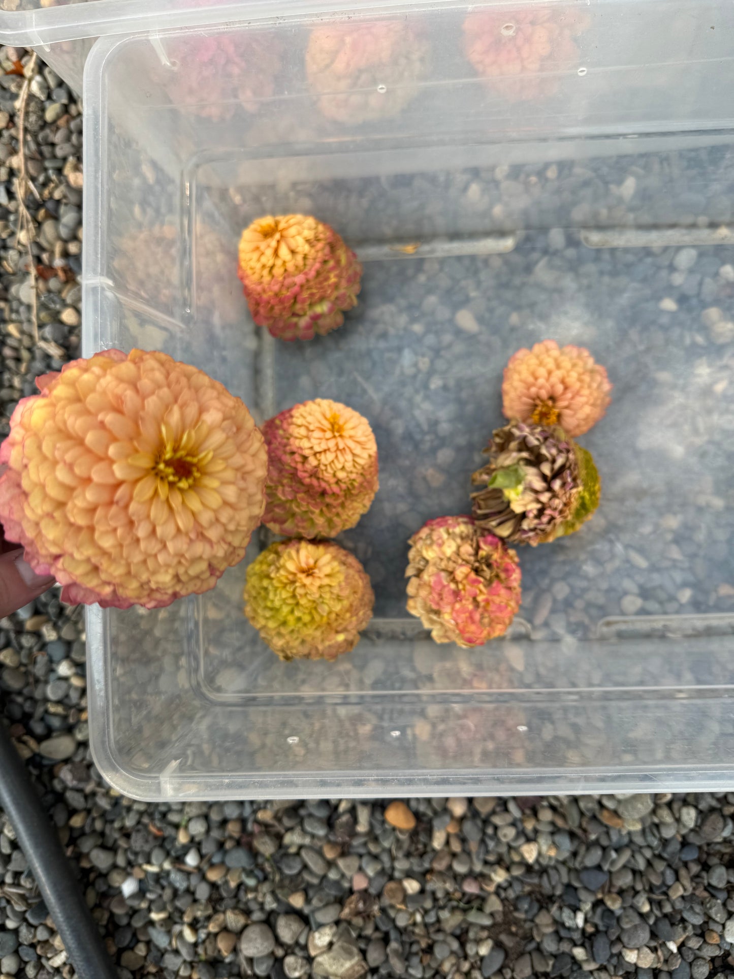 Apricot Delight Zinnia Seeds