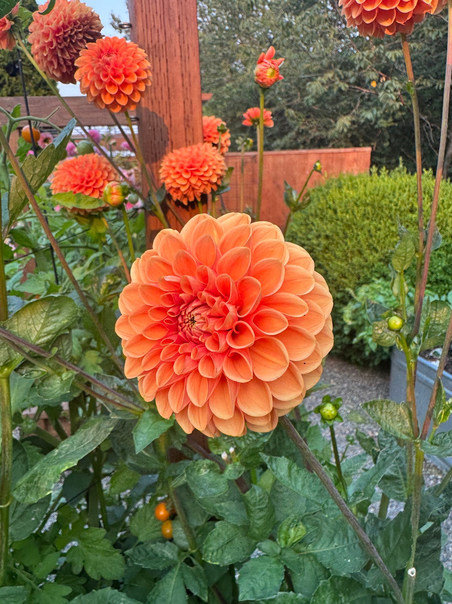 MIssion Gingersnap Dahlia Tuber