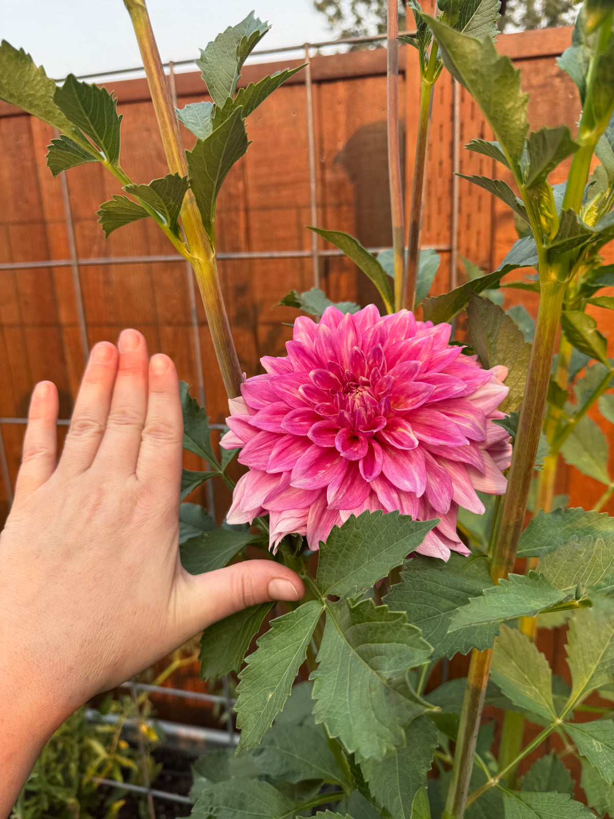 Scaur Swinton Dahlia Tuber
