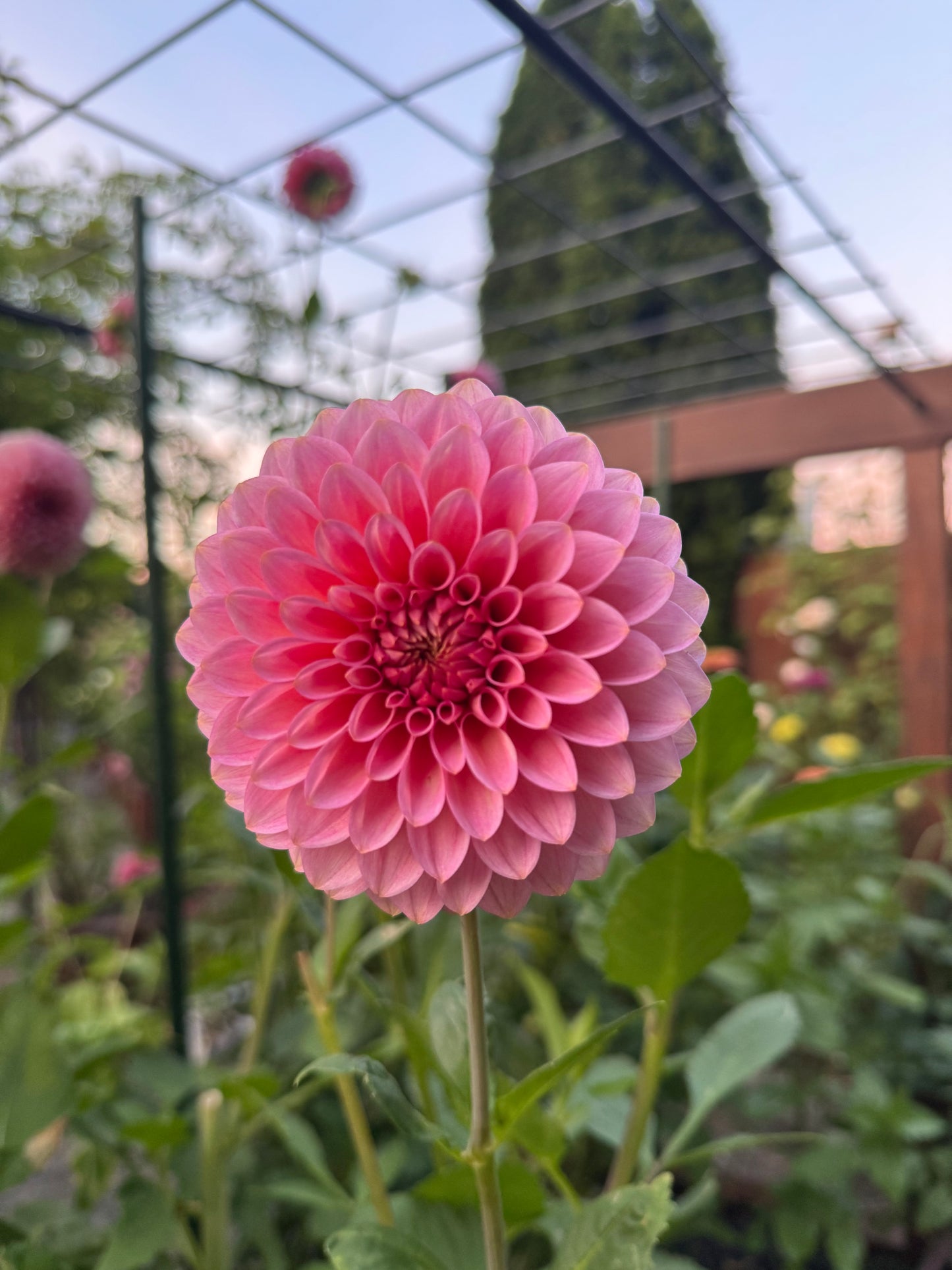 20th Ave Pink Cloud Dahlia Tuber