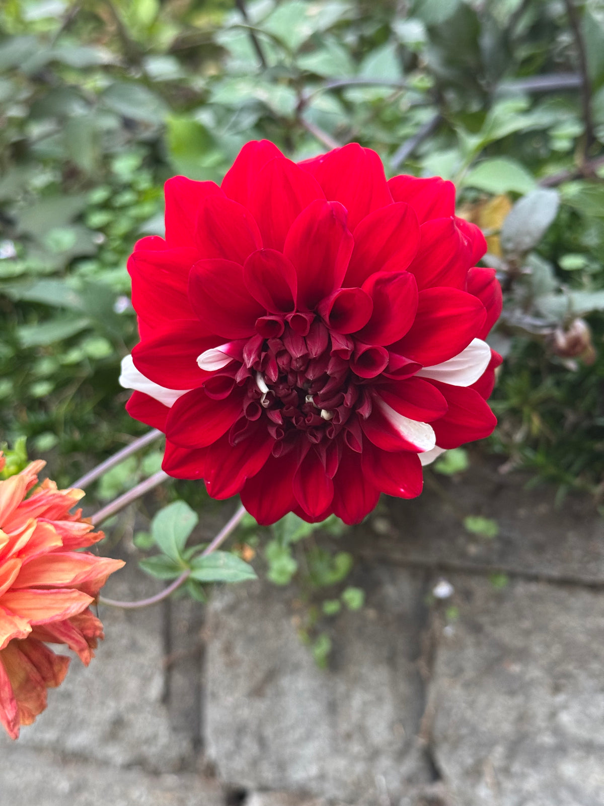Ac Highway 61 Dahlia Tuber