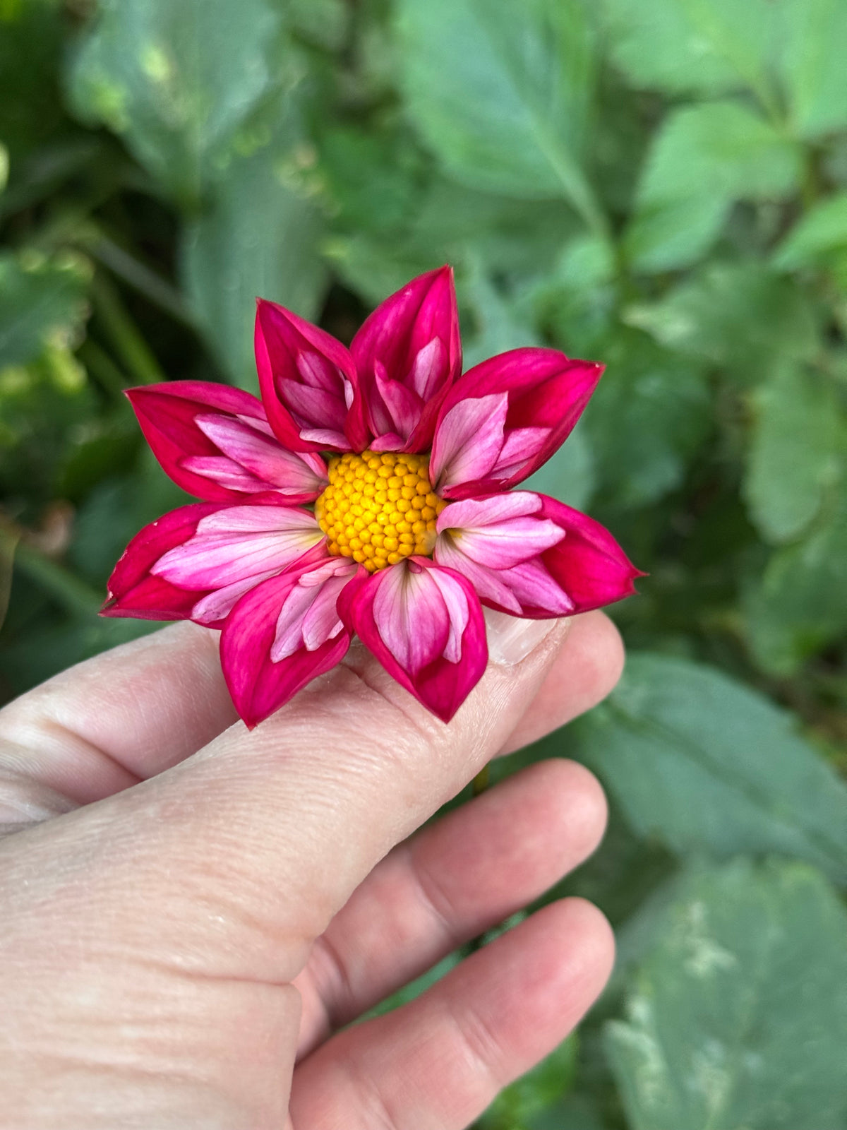 Cherry Star Dahlia Tuber