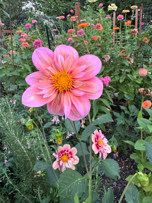 River's Cadence Dahlia Tuber