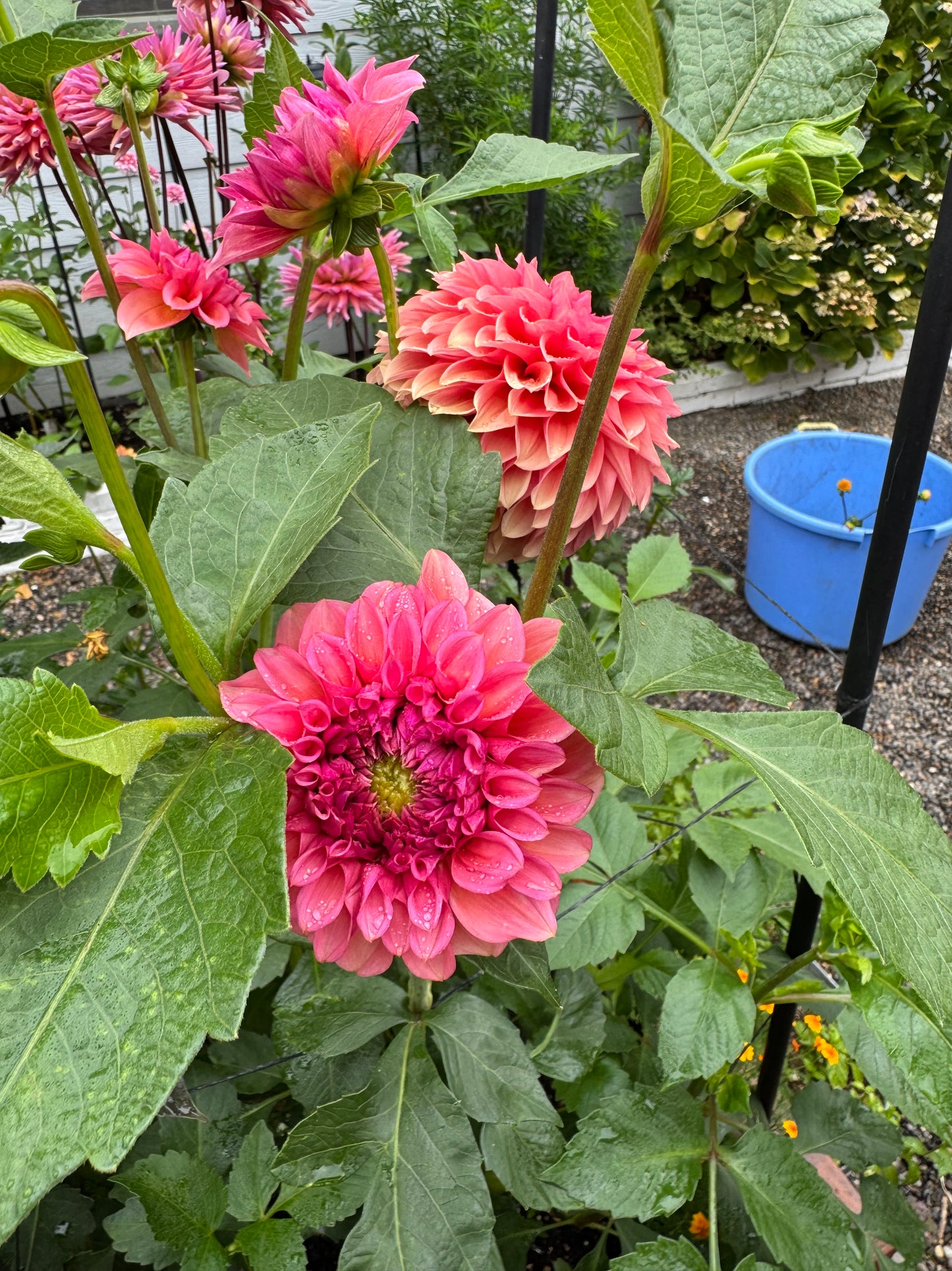 RM Pink Sugar Dahlia Tuber