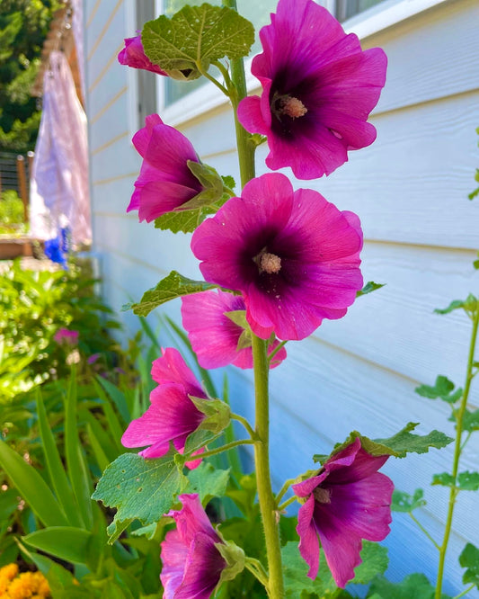 Black Pink Hollyhock mix