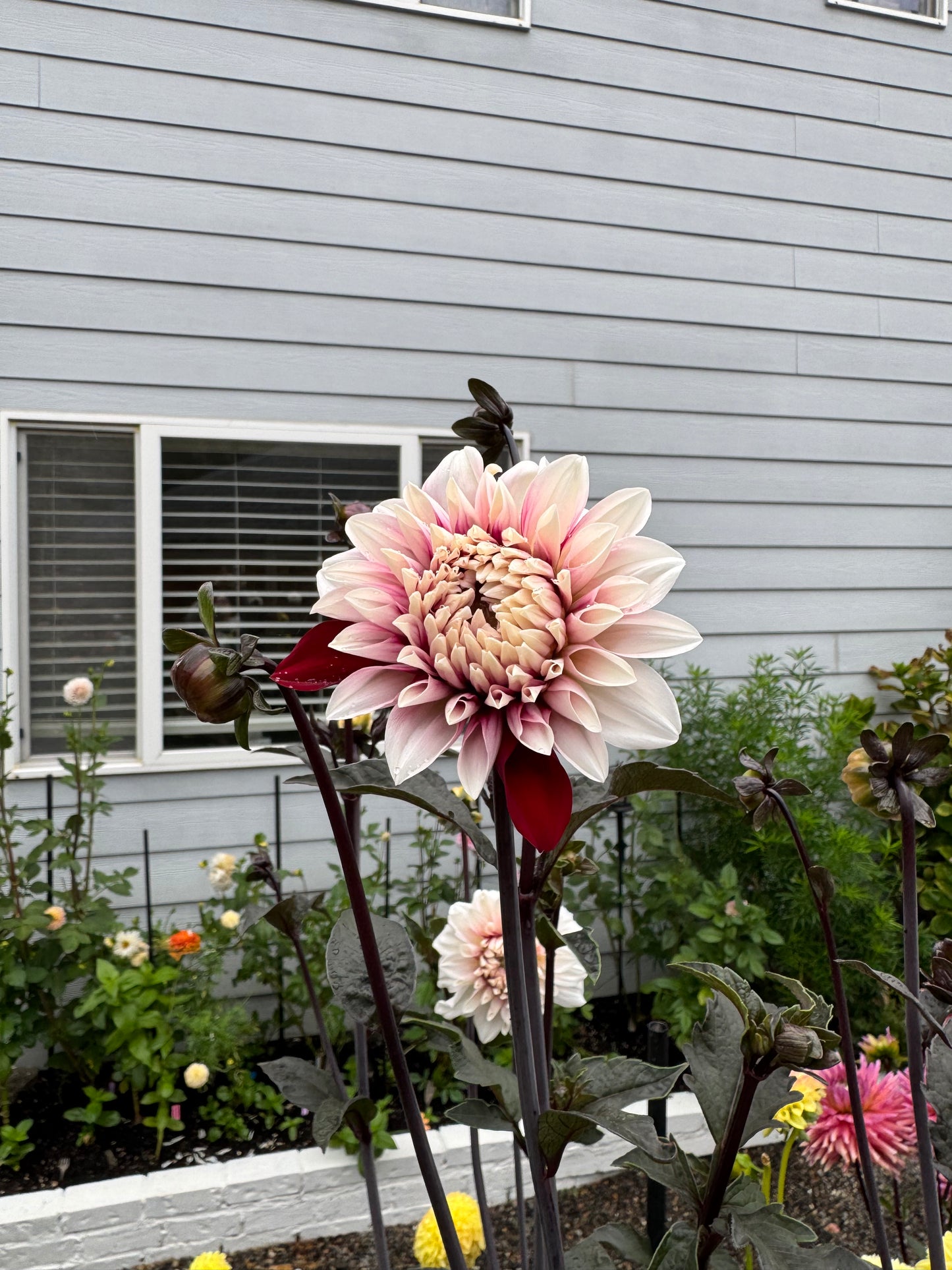 Ac Highway 61 Dahlia Tuber