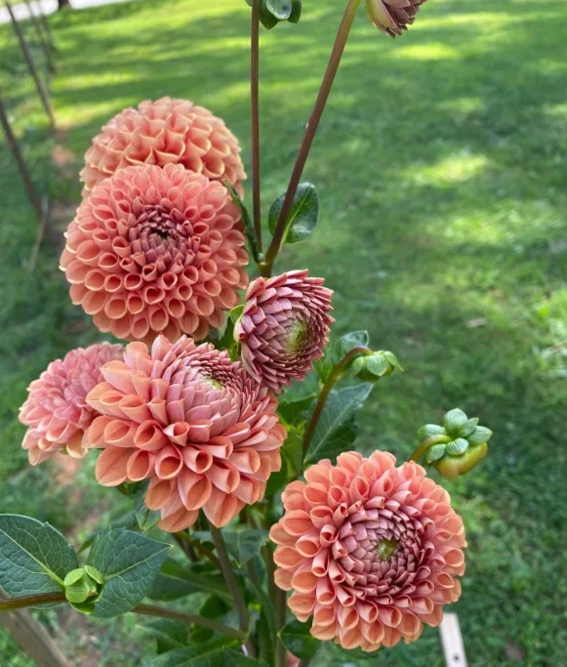 Cornel Bronze Dahlia Tuber