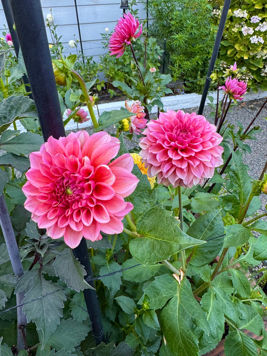 RM Pink Sugar Dahlia Tuber