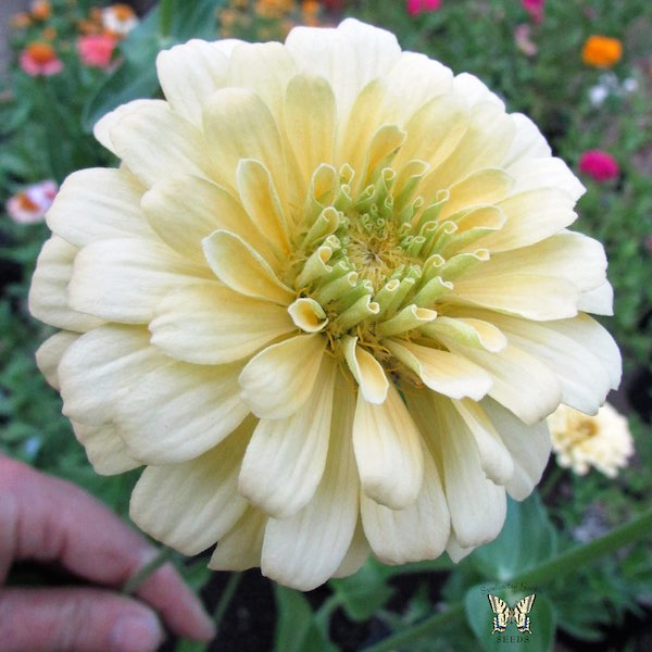 Mint Julep Mix Zinnia Seeds