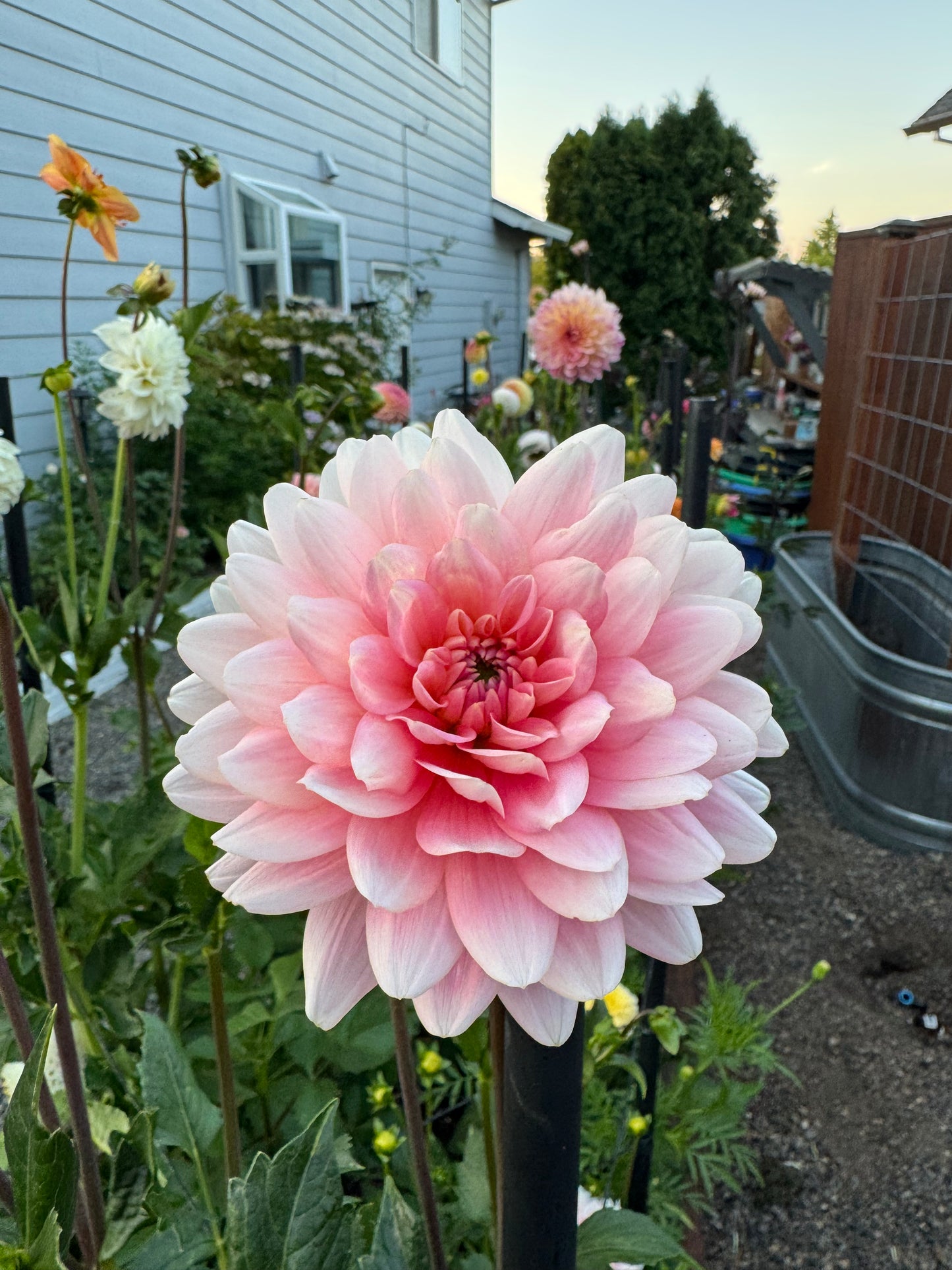 Gerrie Hoek Dahlia Tuber
