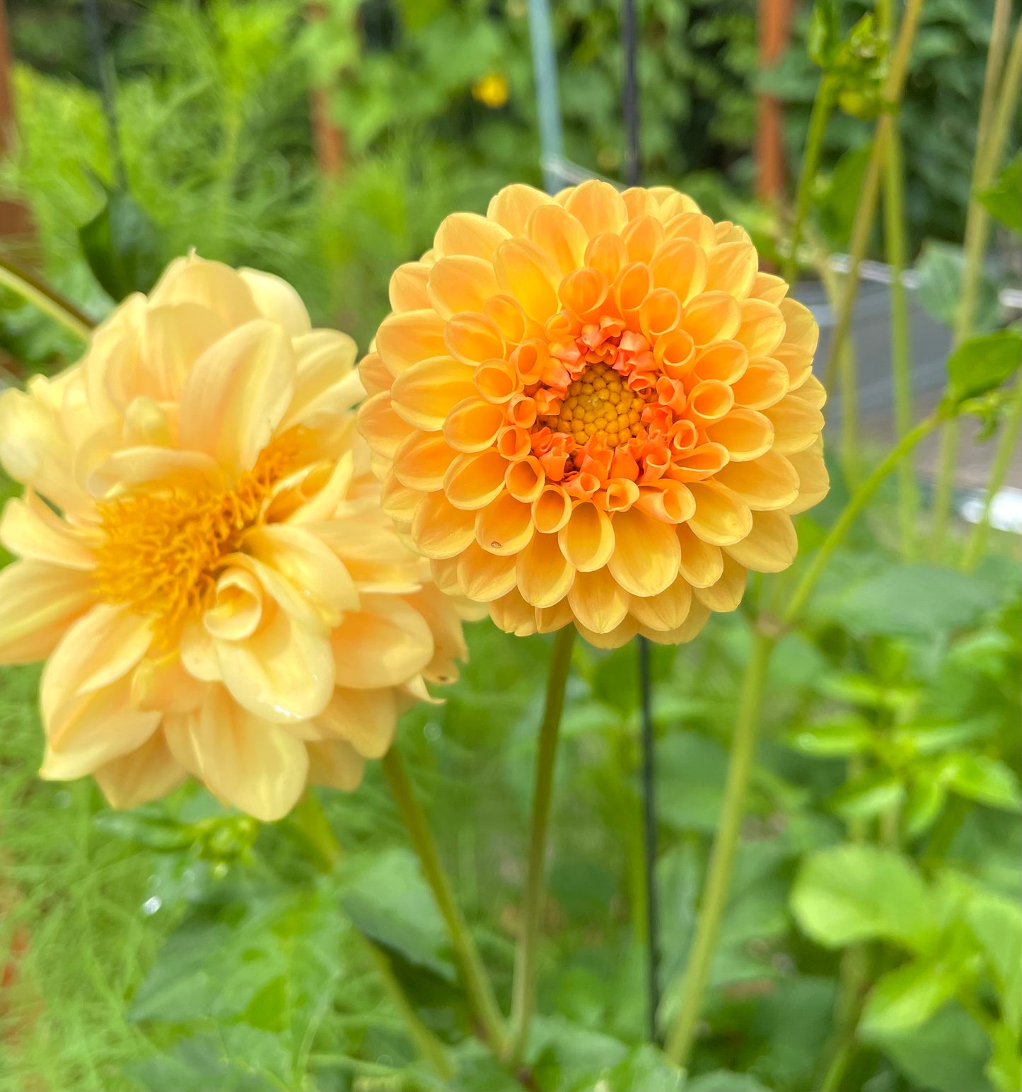 Golden Scepter Dahlia Tuber