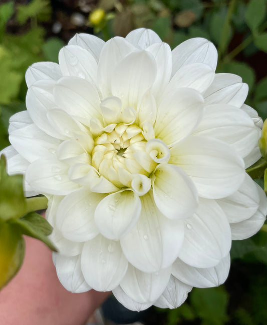 Bride to Be Dahlia Tuber